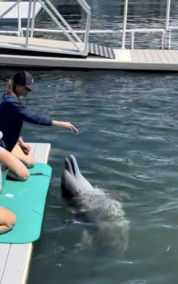 Kendyl training in managed care at a marine mammal rescue center
