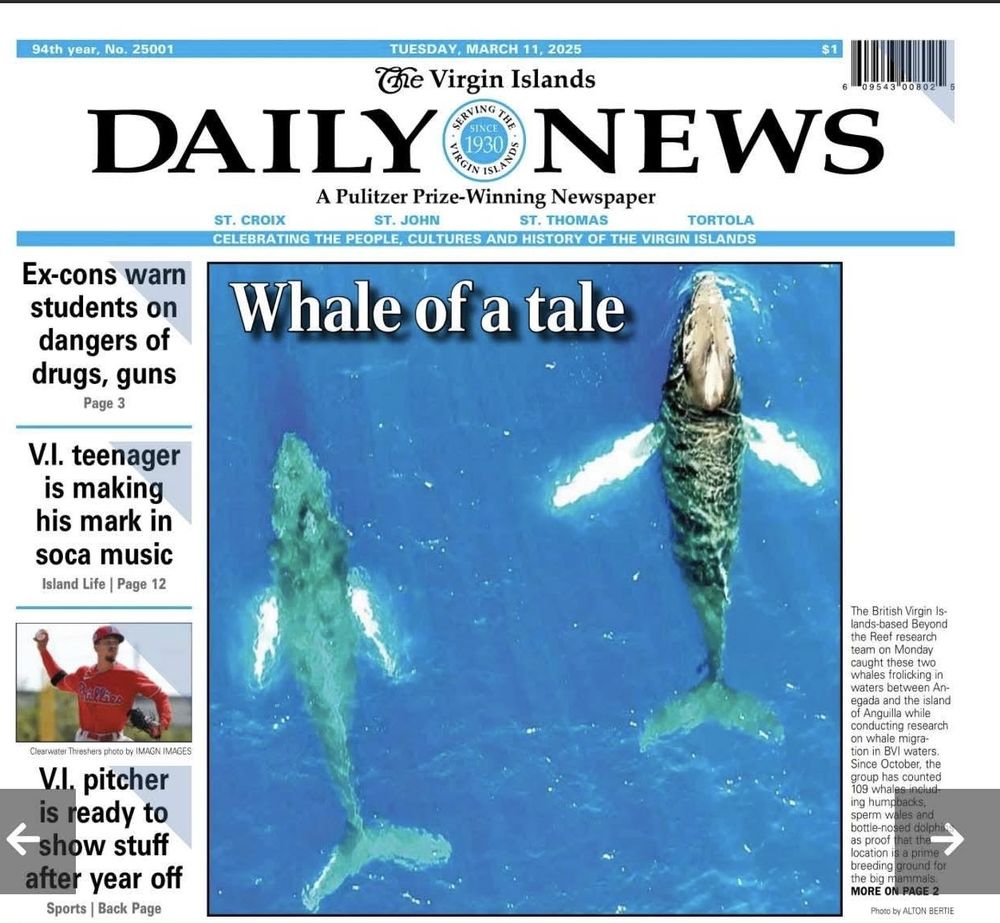 Beyond The Reef's whale research on the front page of The Virgin Islands Daily News