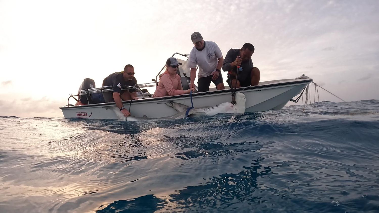 Beyond The Reef shark tagging from a research boat