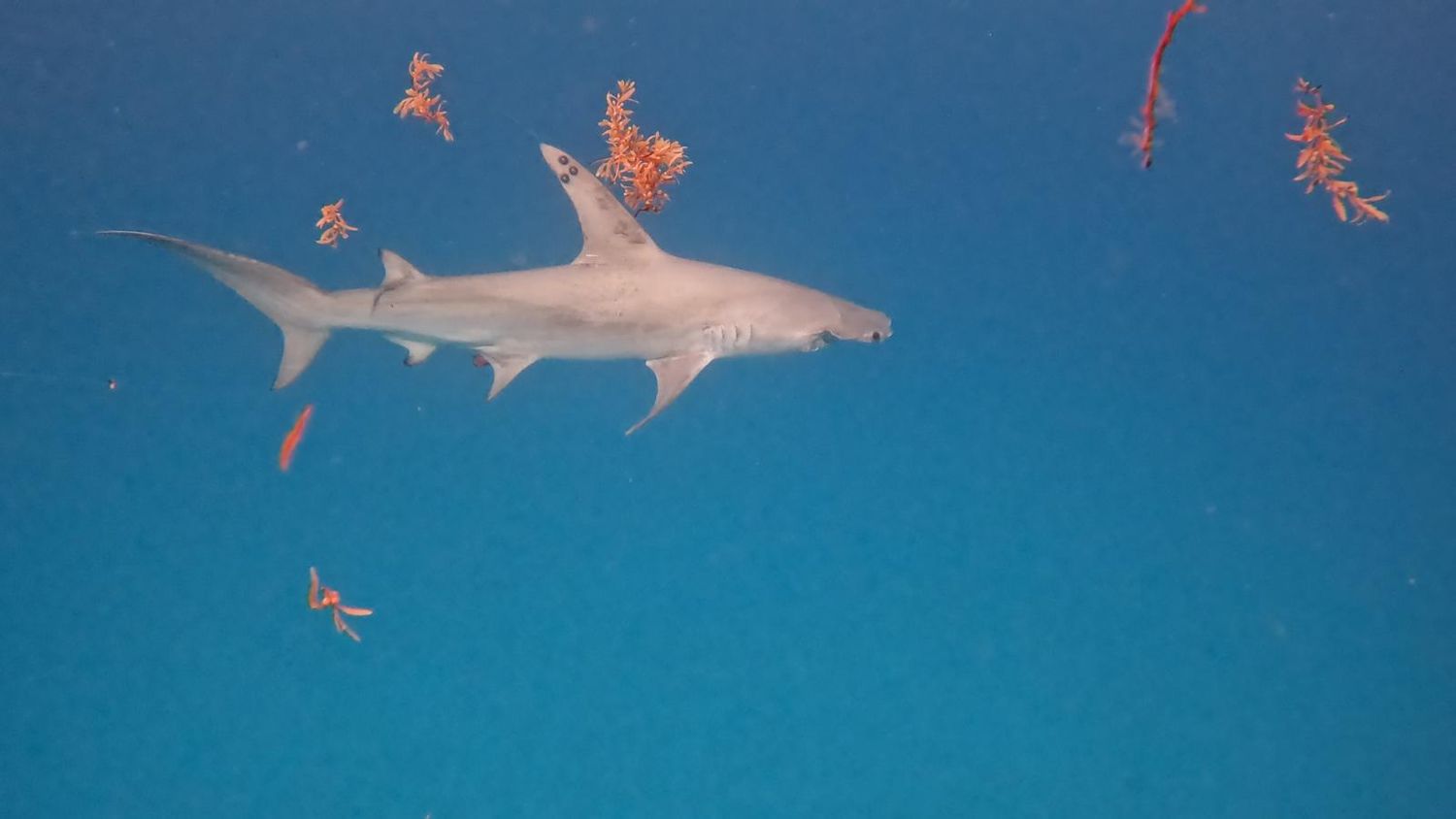 A shark swims through BVI waters