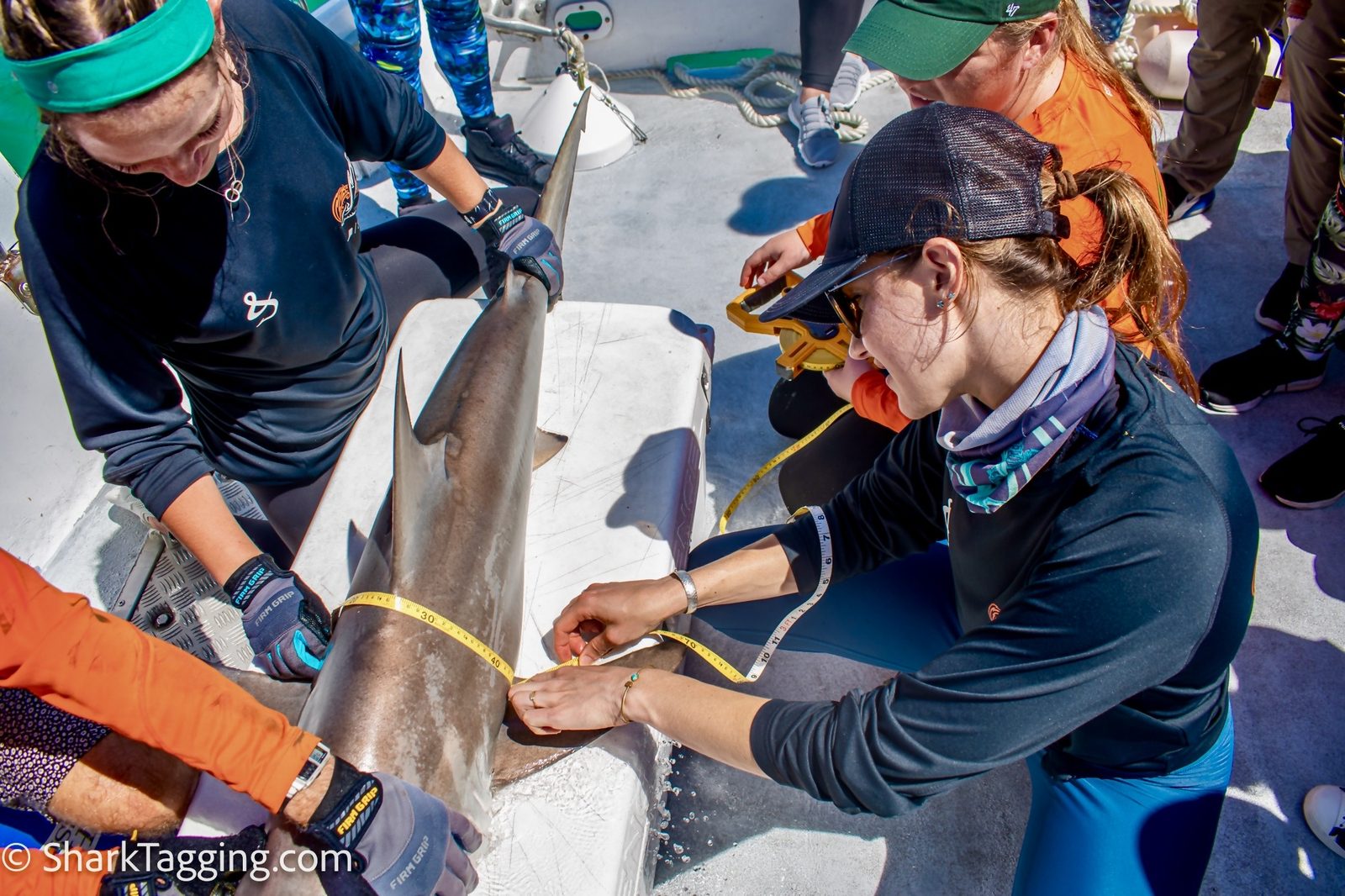 Shark tagging during University of Miami field research