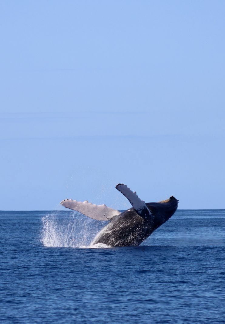 A humpback whale breaching off the British Virgin Islands