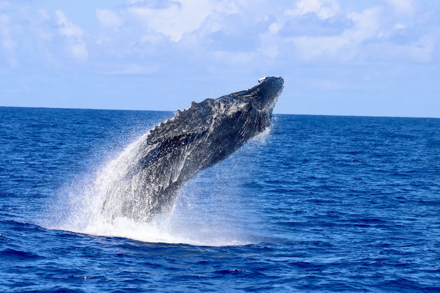 A humpback whale breaches in British Virgin Islands waters