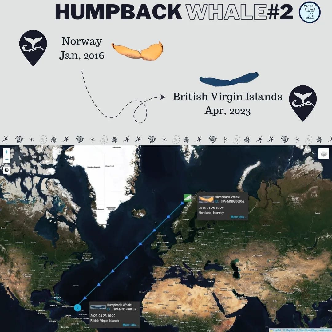Photo-ID tracking a humpback from Norway to the British Virgin Islands