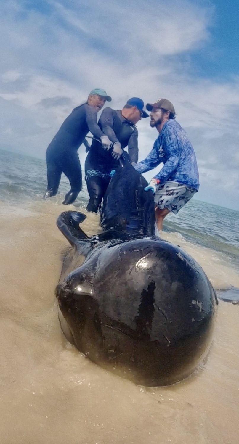 Beyond The Reef team responding to a whale stranding in the BVI